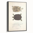 Vintage Animal Art – Thuji Terrapin Turtle Illustration Print
