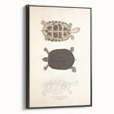 Vintage Animal Art – Thuji Terrapin Turtle Illustration Print