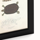 Vintage Animal Art – Thuji Terrapin Turtle Illustration Print
