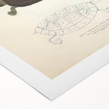 Vintage Animal Art – Thuji Terrapin Turtle Illustration Print