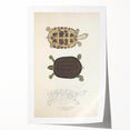 Vintage Animal Art – Thuji Terrapin Turtle Illustration Print