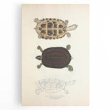 Vintage Animal Art – Thuji Terrapin Turtle Illustration Print