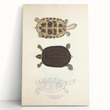 Vintage Animal Art – Thuji Terrapin Turtle Illustration Print
