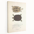 Vintage Animal Art – Thuji Terrapin Turtle Illustration Print
