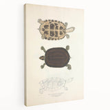 Vintage Animal Art – Thuji Terrapin Turtle Illustration Print