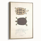 Vintage Animal Art – Thuji Terrapin Turtle Illustration Print