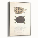 Vintage Animal Art – Thuji Terrapin Turtle Illustration Print