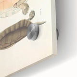 Vintage Animal Art – Kachuga Terrapin Turtle Illustration Print