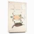 Vintage Animal Art – Kachuga Terrapin Turtle Illustration Print