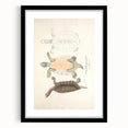 Vintage Animal Art – Kachuga Terrapin Turtle Illustration Print