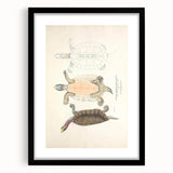 Vintage Animal Art – Kachuga Terrapin Turtle Illustration Print