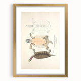 Vintage Animal Art – Kachuga Terrapin Turtle Illustration Print