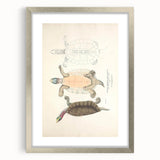 Vintage Animal Art – Kachuga Terrapin Turtle Illustration Print