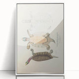 Vintage Animal Art – Kachuga Terrapin Turtle Illustration Print