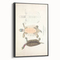 Vintage Animal Art – Kachuga Terrapin Turtle Illustration Print