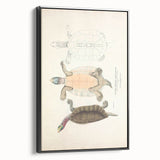 Vintage Animal Art – Kachuga Terrapin Turtle Illustration Print