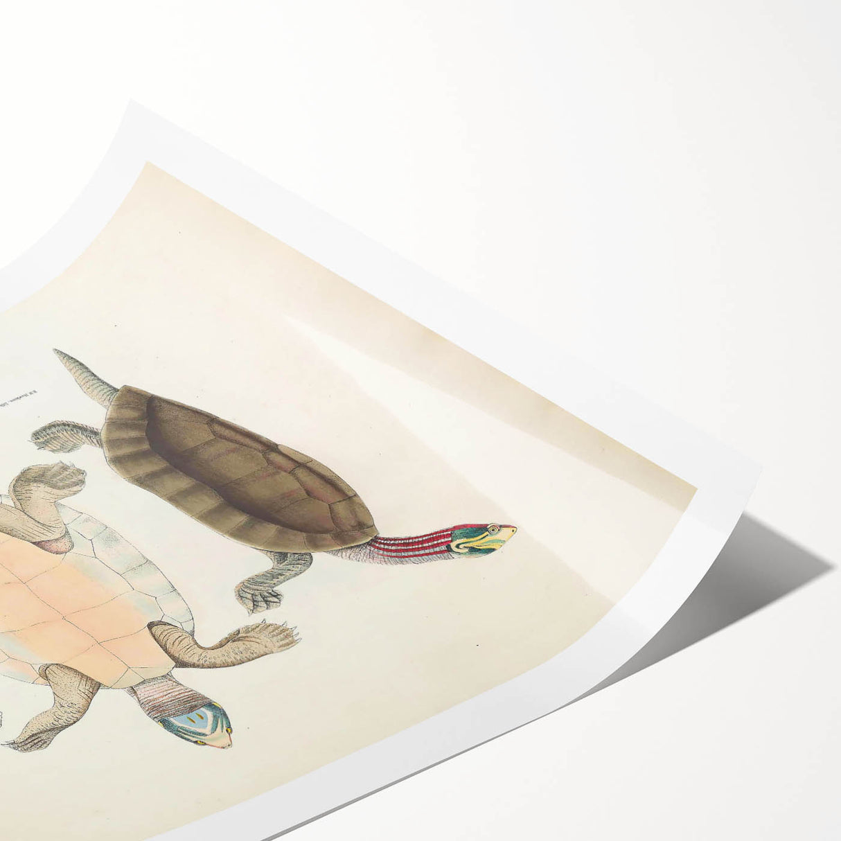 Vintage Animal Art – Kachuga Terrapin Turtle Illustration Print
