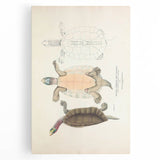 Vintage Animal Art – Kachuga Terrapin Turtle Illustration Print