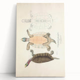 Vintage Animal Art – Kachuga Terrapin Turtle Illustration Print