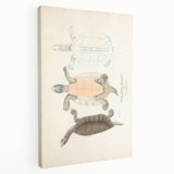 Vintage Animal Art – Kachuga Terrapin Turtle Illustration Print