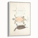 Vintage Animal Art – Kachuga Terrapin Turtle Illustration Print