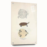 Vintage Animal Art – Baska Terrapin Turtle Illustration Print