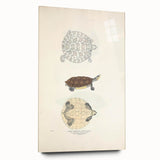 Vintage Animal Art – Baska Terrapin Turtle Illustration Print