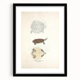 Vintage Animal Art – Baska Terrapin Turtle Illustration Print