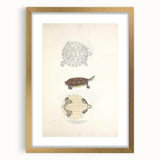 Vintage Animal Art – Baska Terrapin Turtle Illustration Print