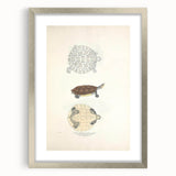 Vintage Animal Art – Baska Terrapin Turtle Illustration Print