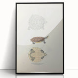 Vintage Animal Art – Baska Terrapin Turtle Illustration Print