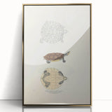Vintage Animal Art – Baska Terrapin Turtle Illustration Print