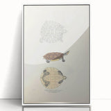 Vintage Animal Art – Baska Terrapin Turtle Illustration Print