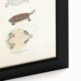 Vintage Animal Art – Baska Terrapin Turtle Illustration Print