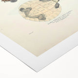 Vintage Animal Art – Baska Terrapin Turtle Illustration Print