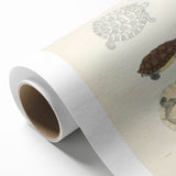 Vintage Animal Art – Baska Terrapin Turtle Illustration Print