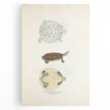 Vintage Animal Art – Baska Terrapin Turtle Illustration Print