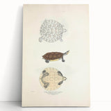 Vintage Animal Art – Baska Terrapin Turtle Illustration Print
