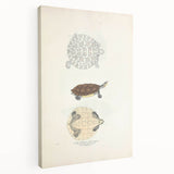 Vintage Animal Art – Baska Terrapin Turtle Illustration Print
