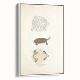 Vintage Animal Art – Baska Terrapin Turtle Illustration Print