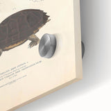 Vintage Animal Art – Spotted Terrapin Turtle Illustration Print