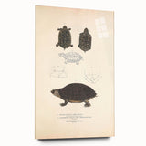 Vintage Animal Art – Spotted Terrapin Turtle Illustration Print