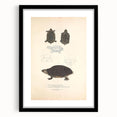 Vintage Animal Art – Spotted Terrapin Turtle Illustration Print