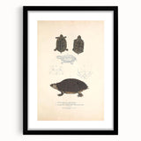 Vintage Animal Art – Spotted Terrapin Turtle Illustration Print