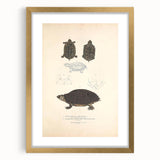 Vintage Animal Art – Spotted Terrapin Turtle Illustration Print