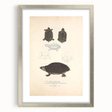 Vintage Animal Art – Spotted Terrapin Turtle Illustration Print