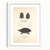 Vintage Animal Art – Spotted Terrapin Turtle Illustration Print