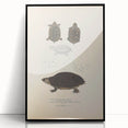 Vintage Animal Art – Spotted Terrapin Turtle Illustration Print