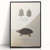 Vintage Animal Art – Spotted Terrapin Turtle Illustration Print