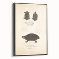 Vintage Animal Art – Spotted Terrapin Turtle Illustration Print